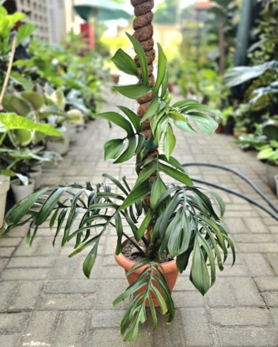 Monstera Pinnatipartita (Mature Form)