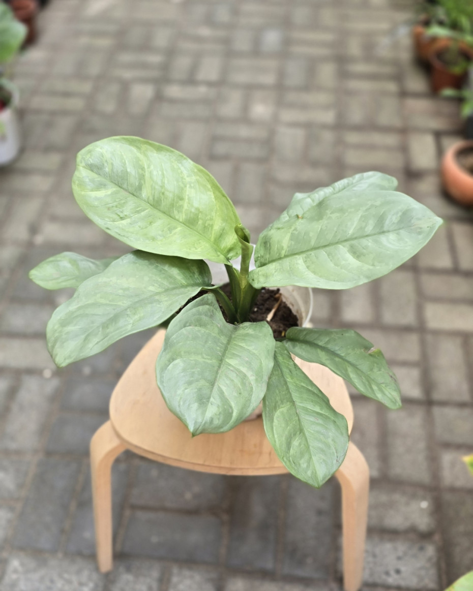 buy pineapple plant near me Pineapple (Ananas Comosus)